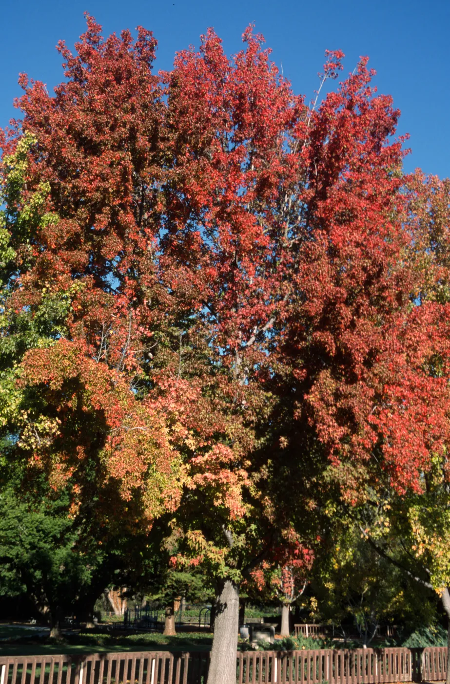 Liquidambar styraciflua