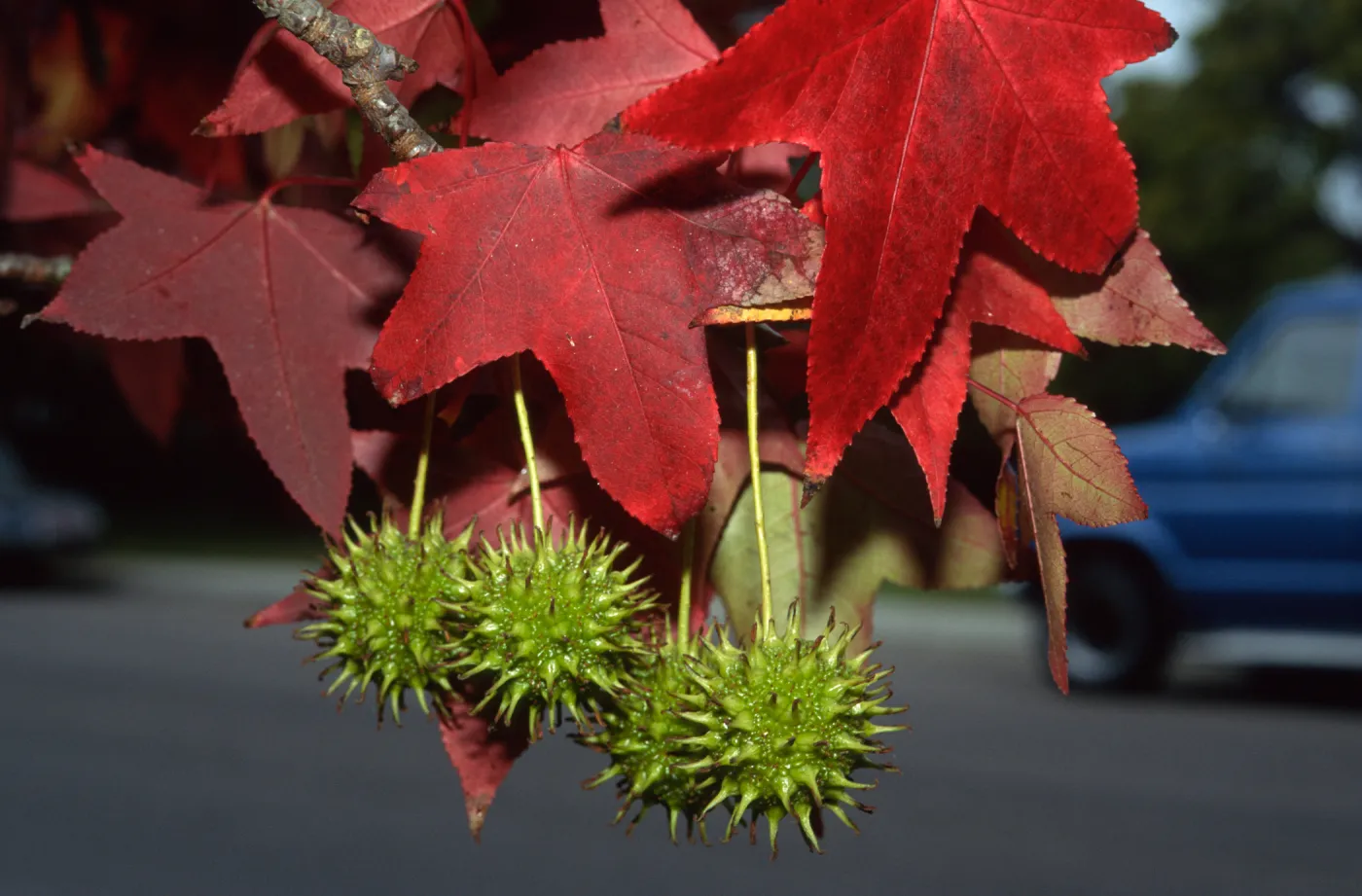 Liquidambar styraciflua