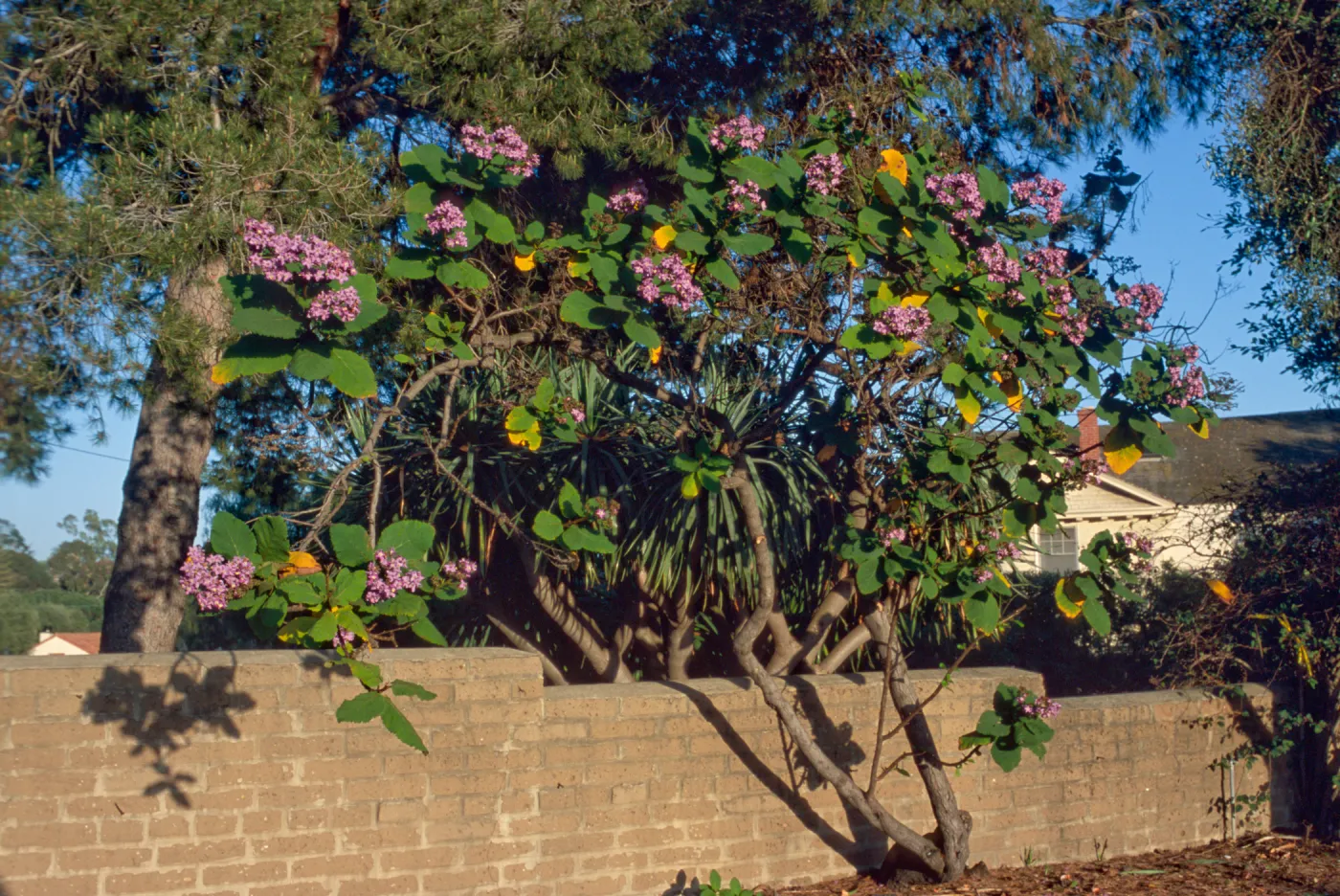 Wigandia caracasana