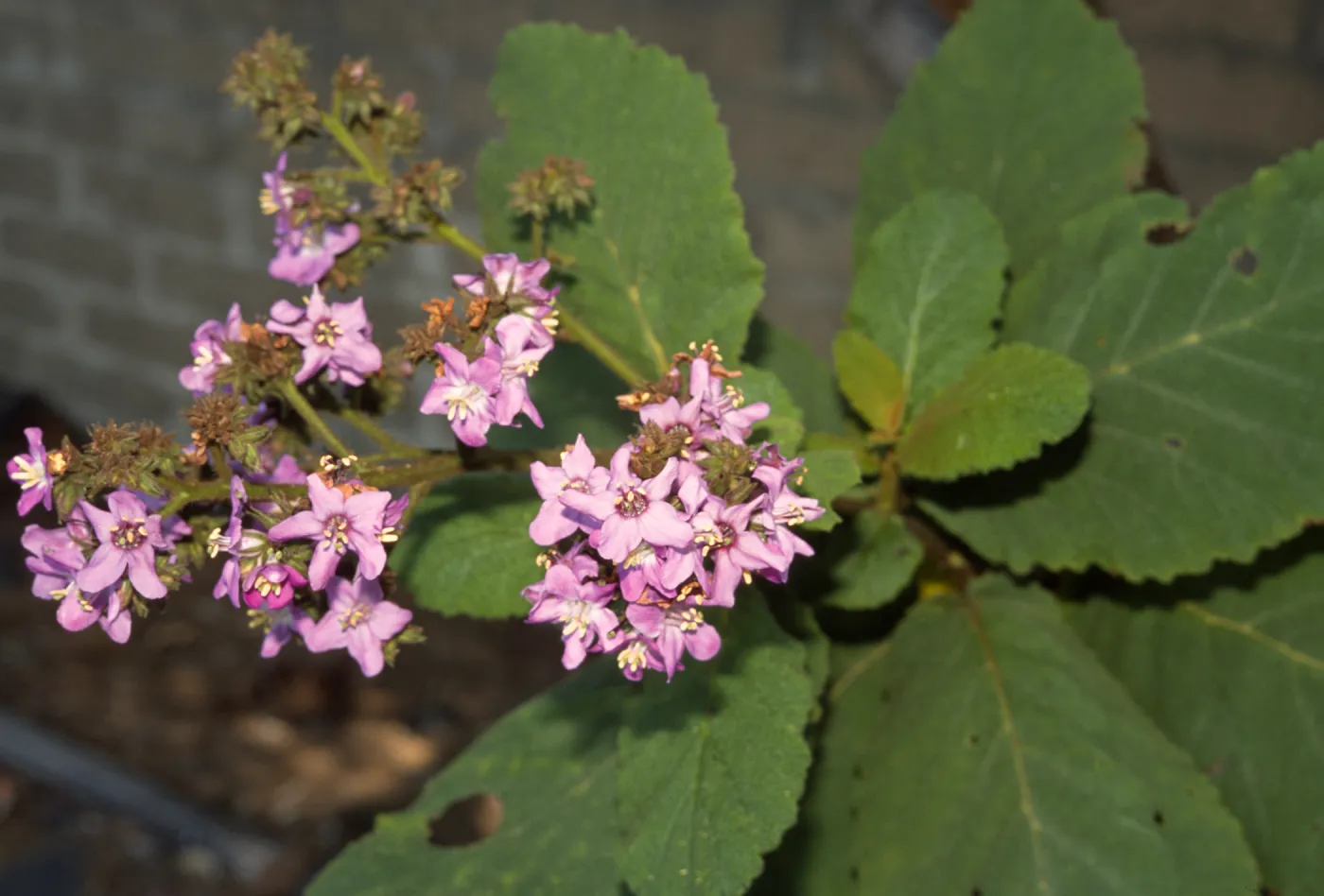 Wigandia caracasana