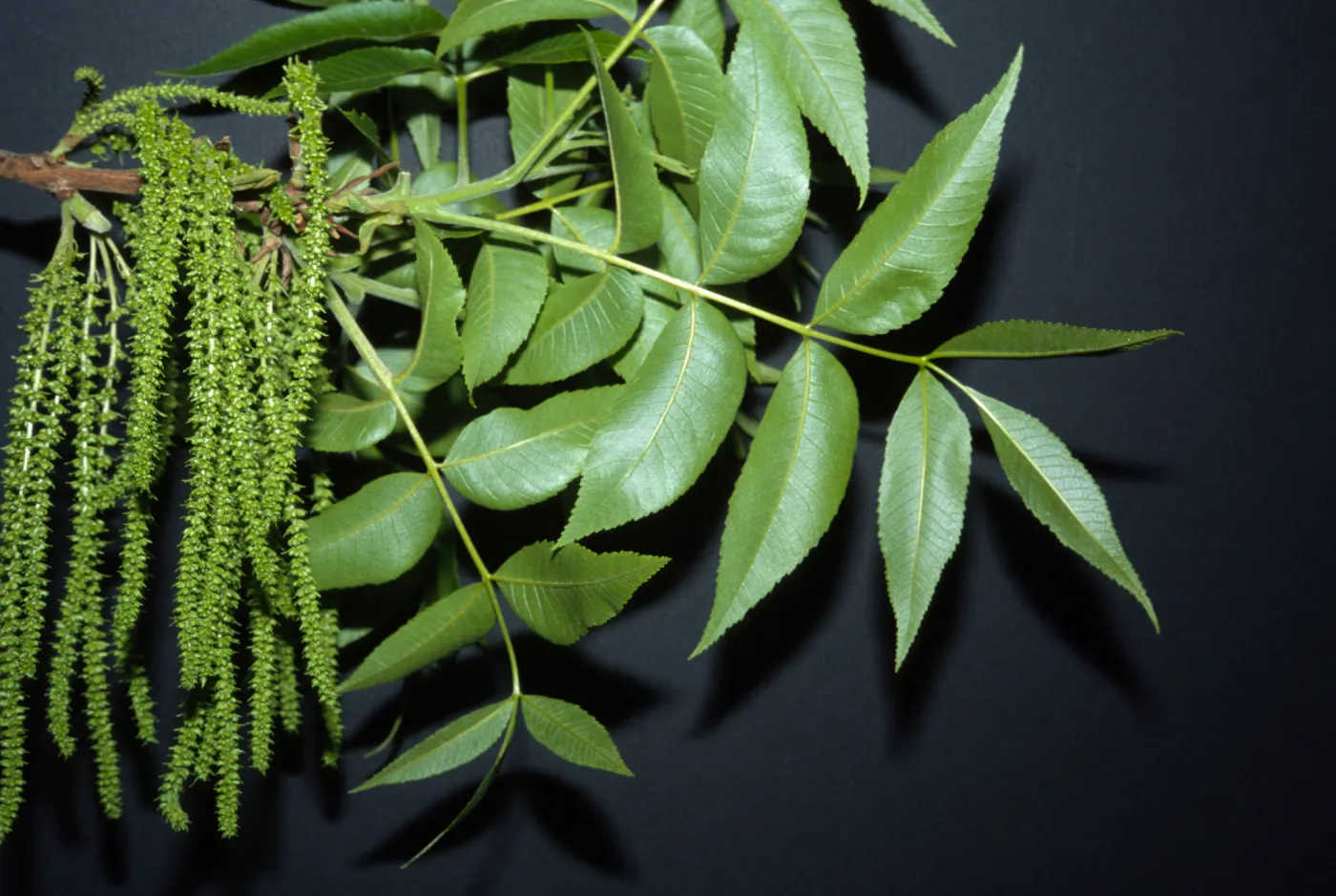 Carya illinoensis