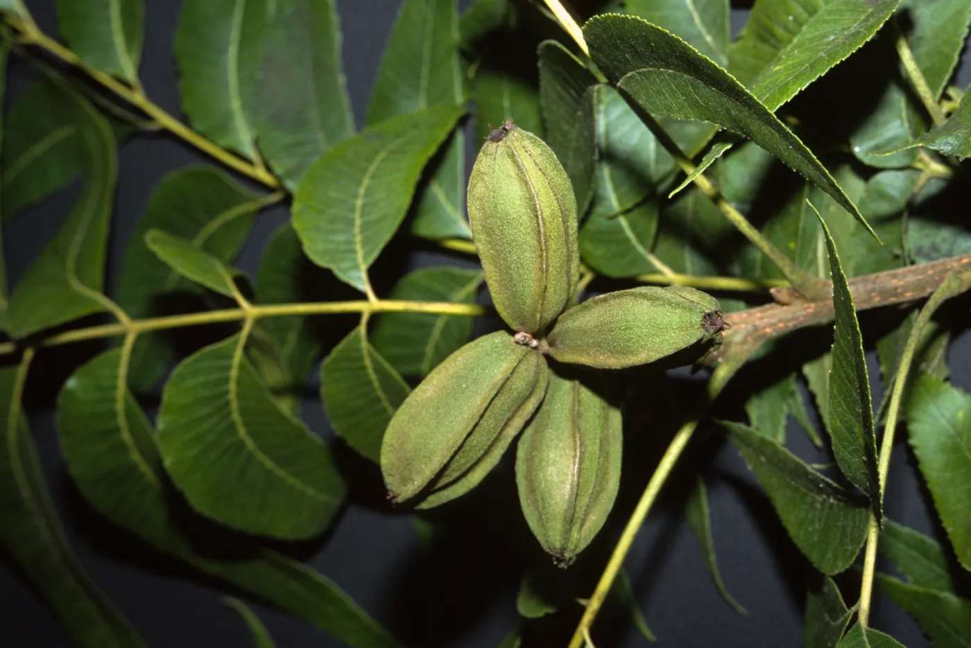 Carya illinoensis