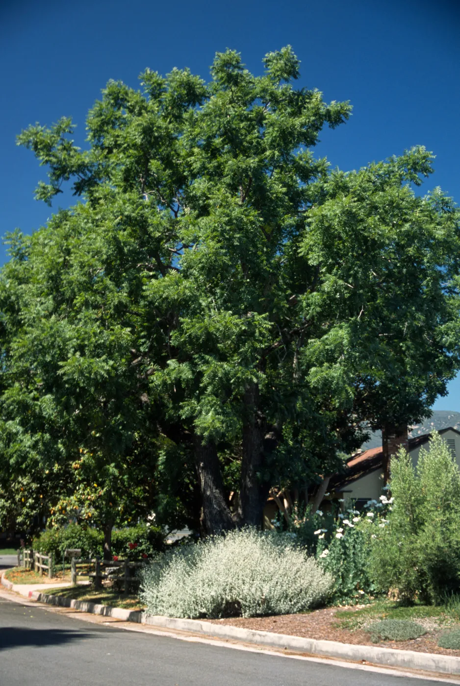 Juglans californica var. hindsii