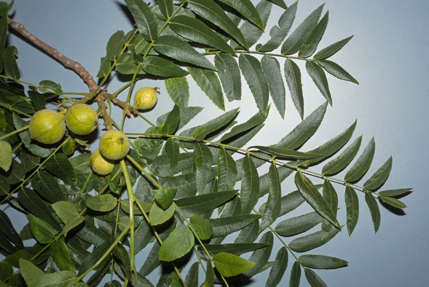 Juglans californica 