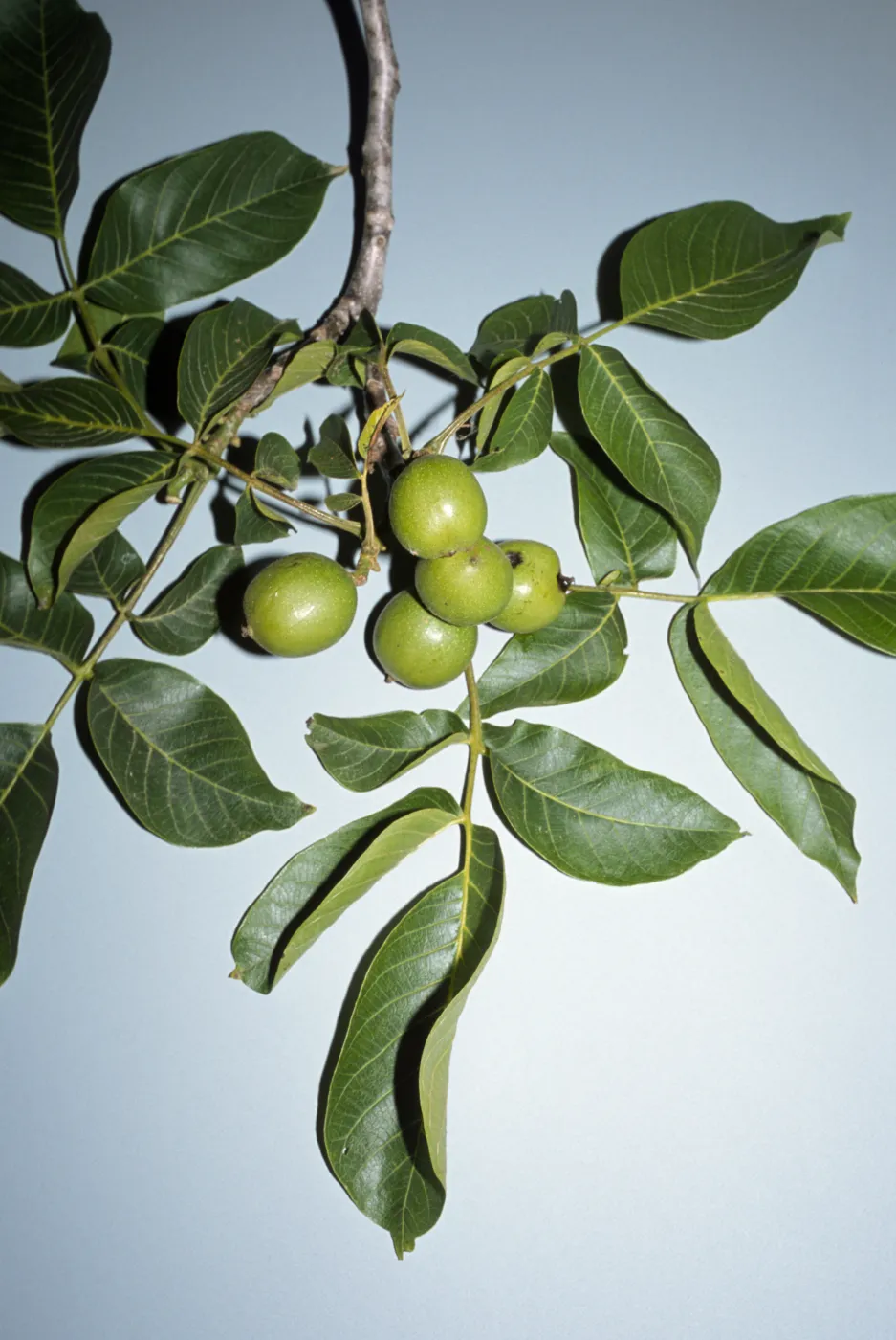 Juglans regia