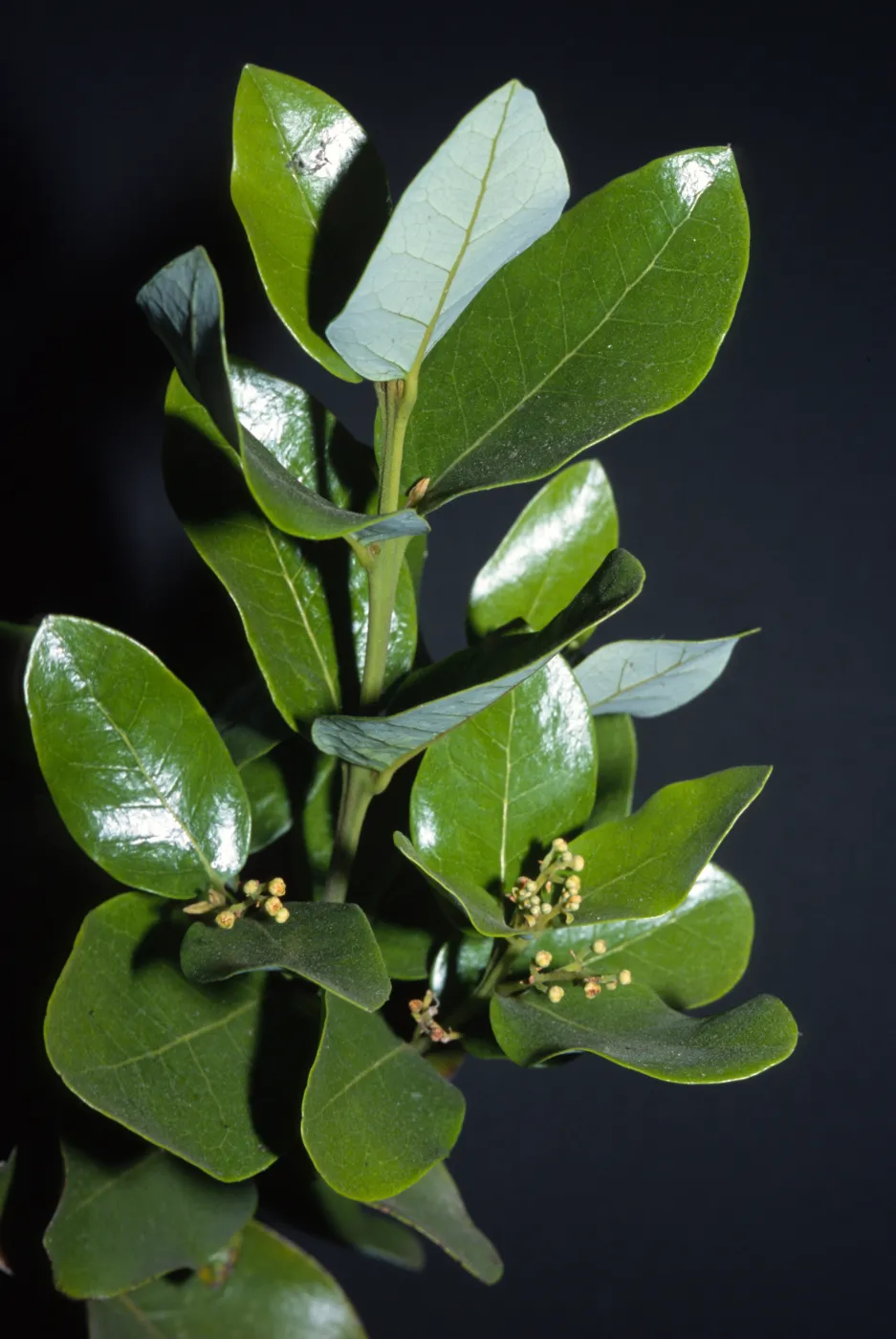 Beilschmiedia miersii