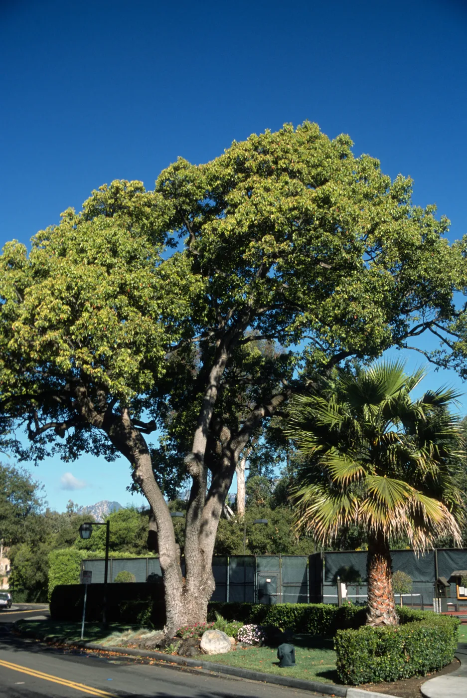 Cinnamomum camphora