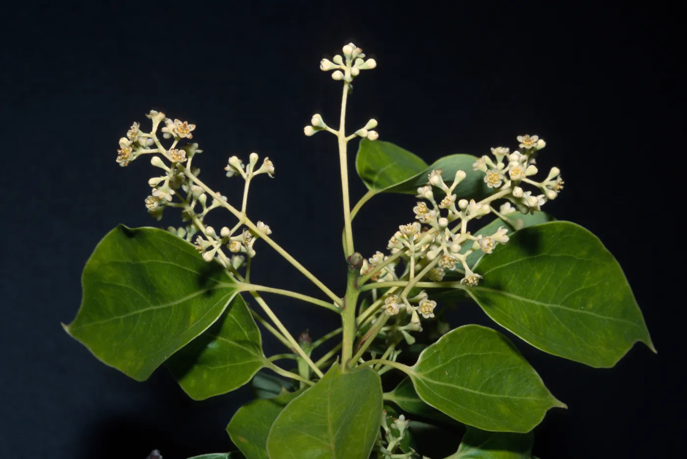 Cinnamomum camphora