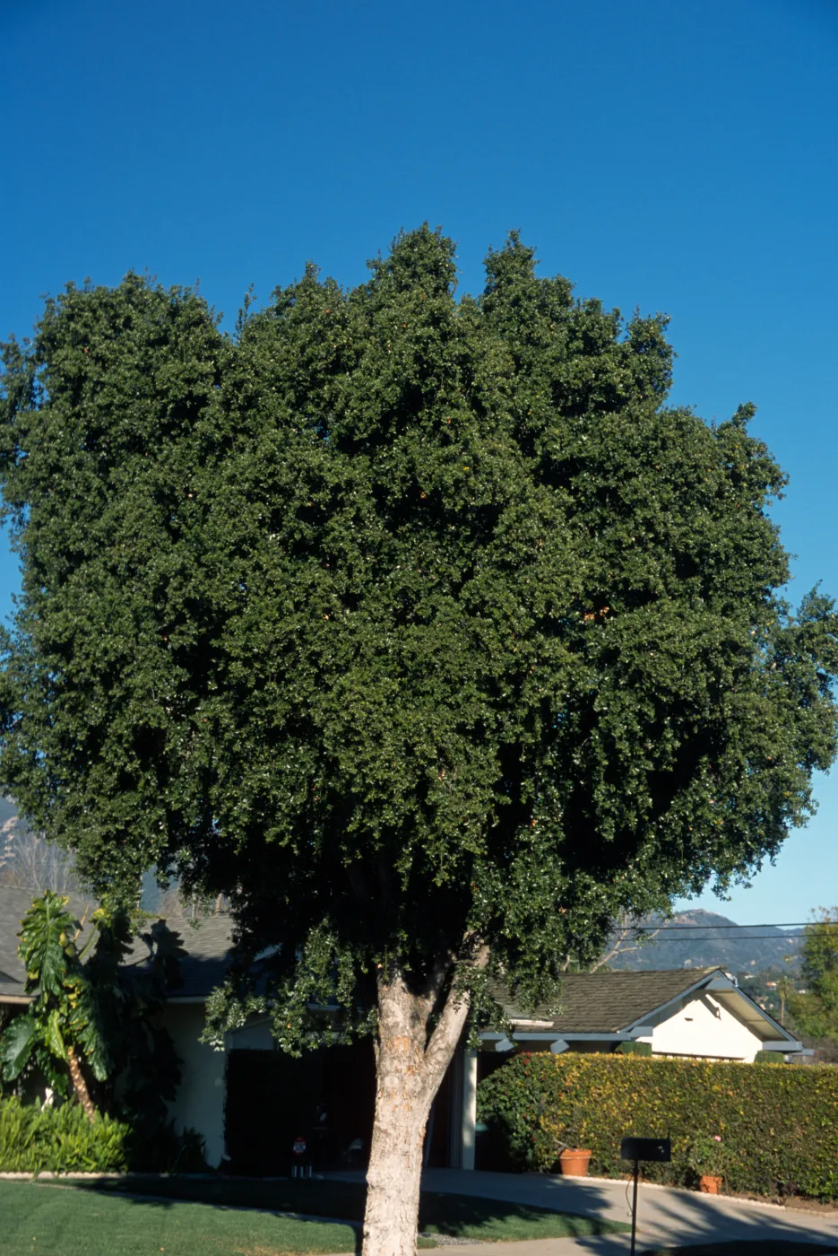 Cryptocarya alba