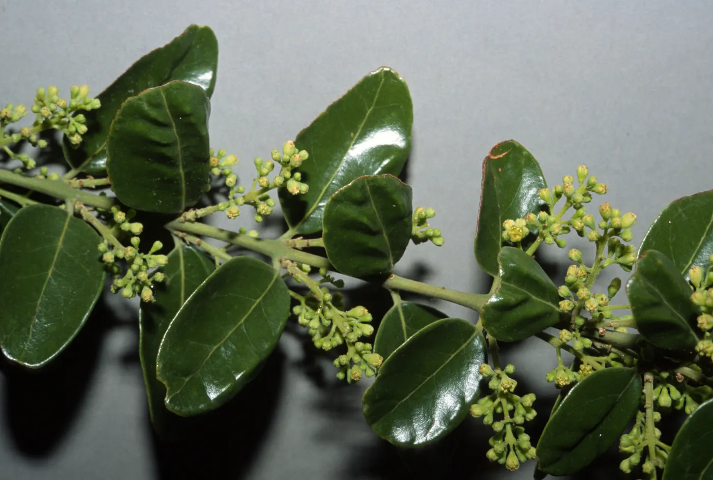 Cryptocarya alba