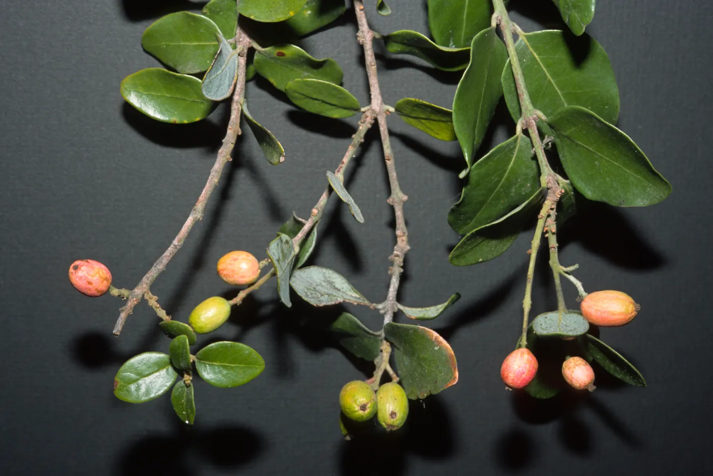 Cryptocarya alba