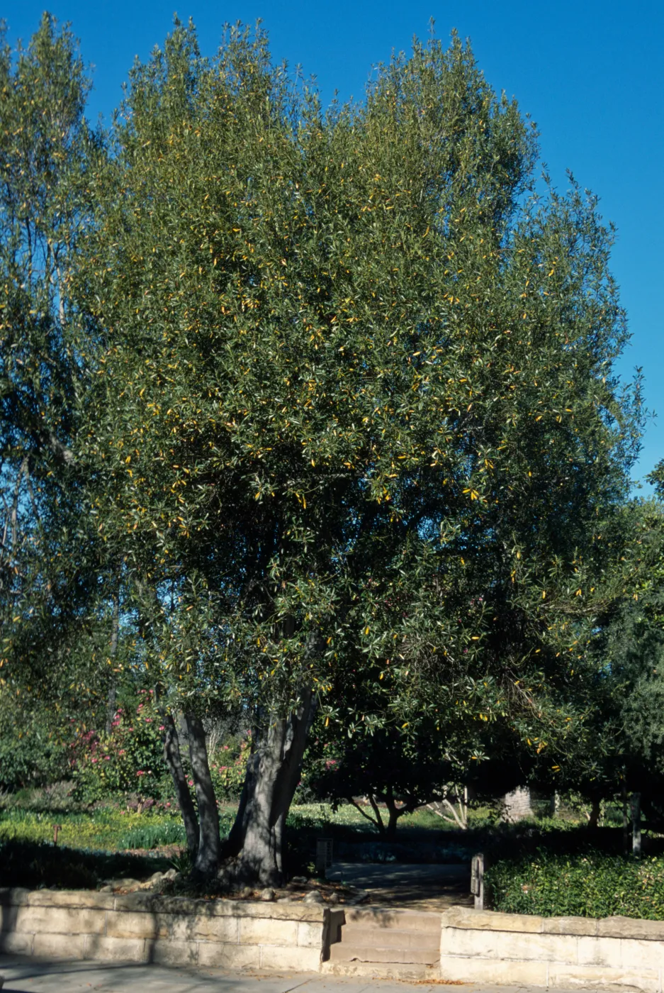 Laurus nobilis