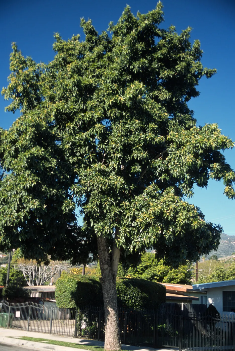 Persea americana