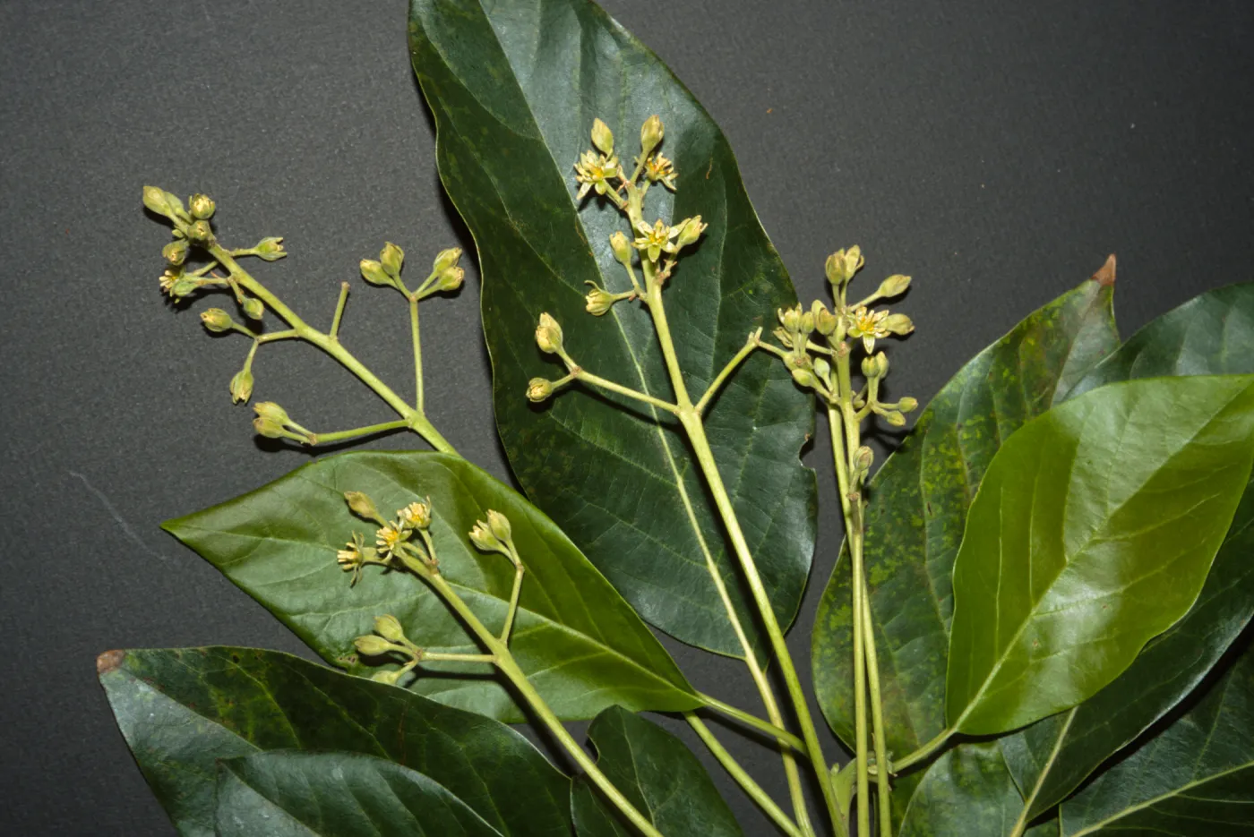 Persea americana
