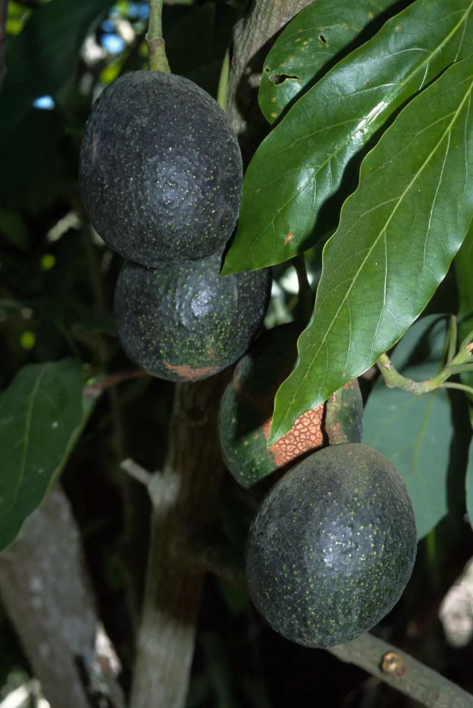 Persea americana