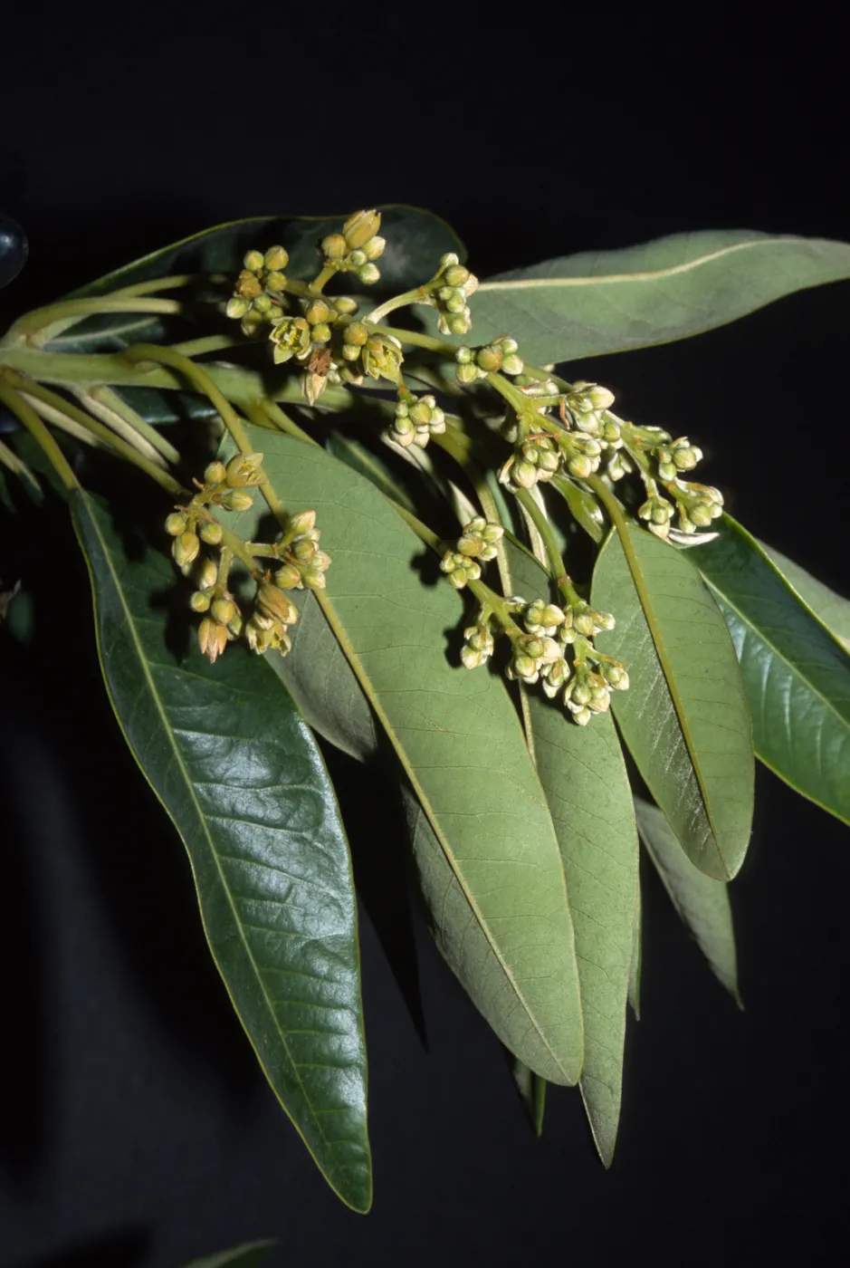 Persea indica