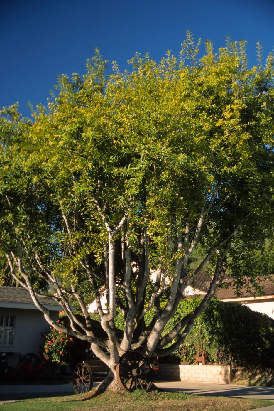 Umbellularia californica