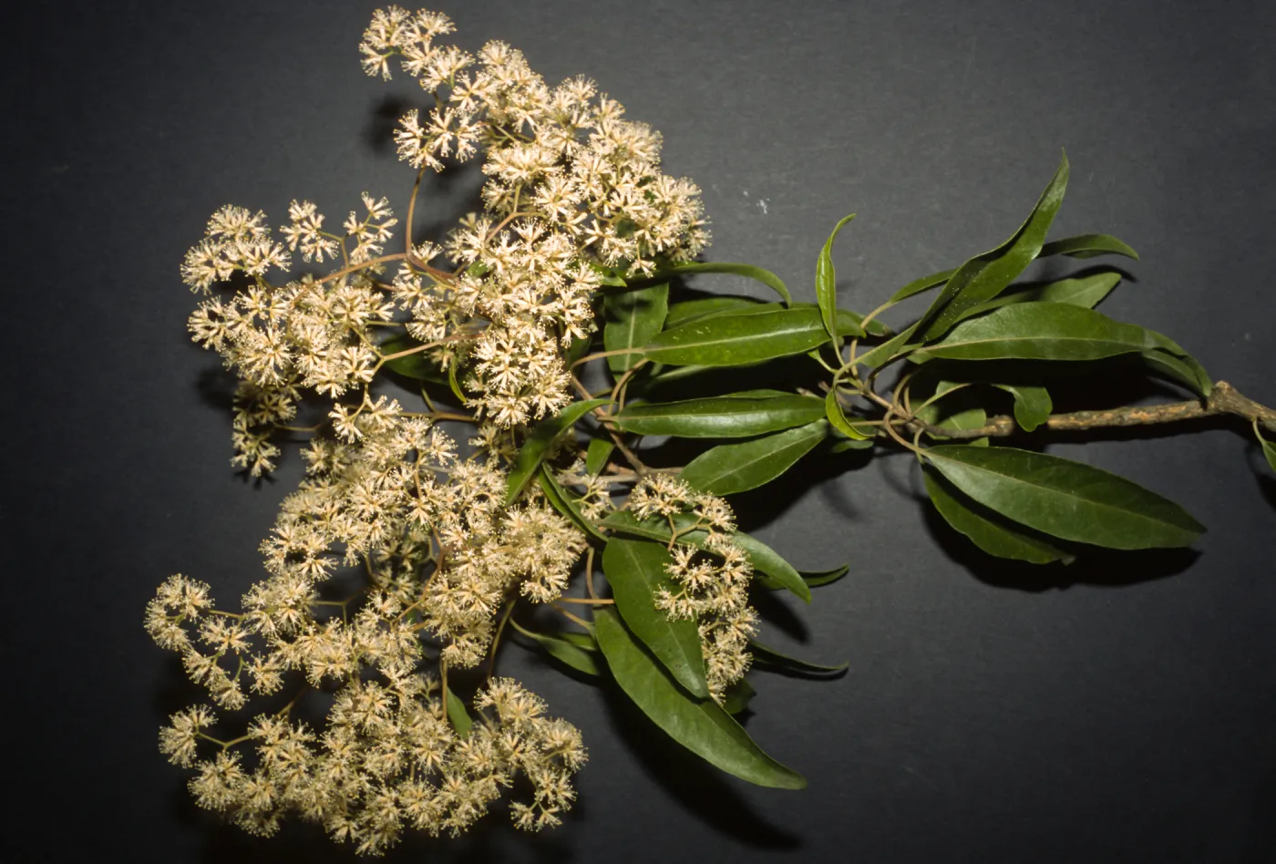 Nuxia floribunda