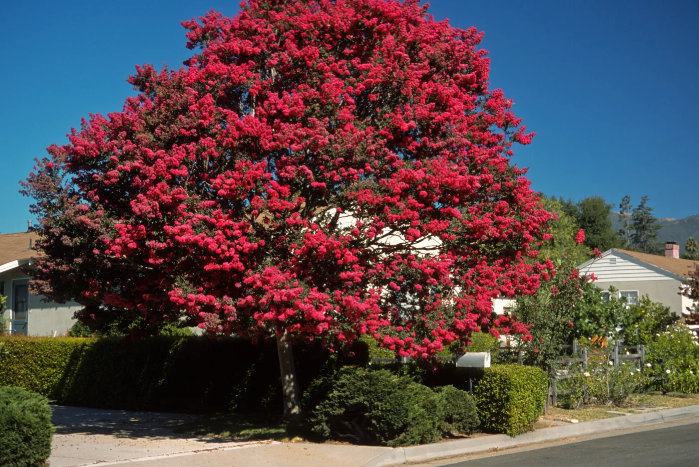 Lagerstroemia indica