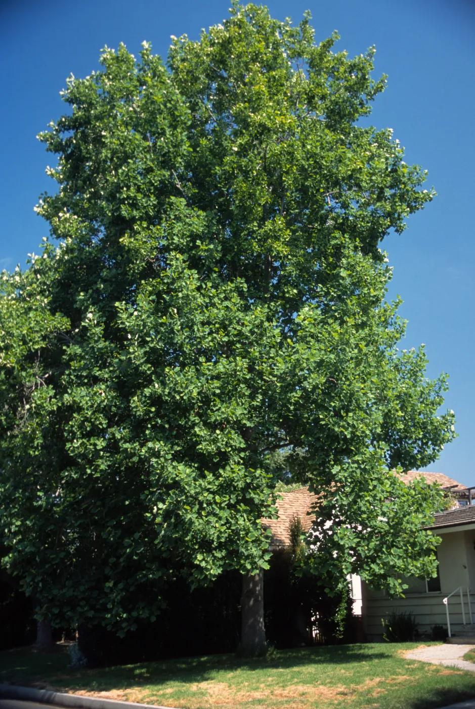 Liriodendron tulipifera