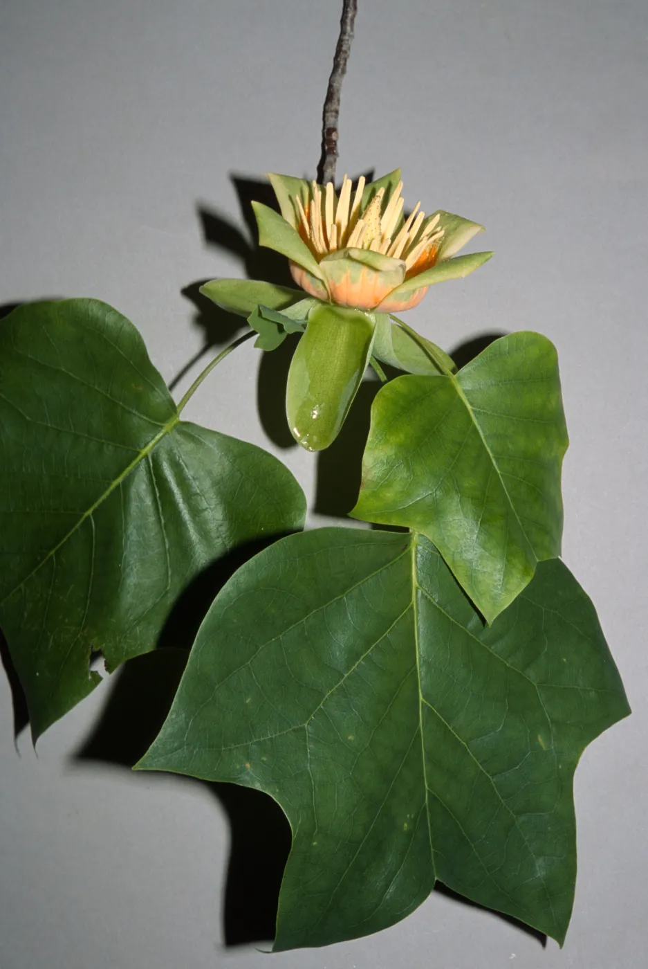 Liriodendron tulipifera