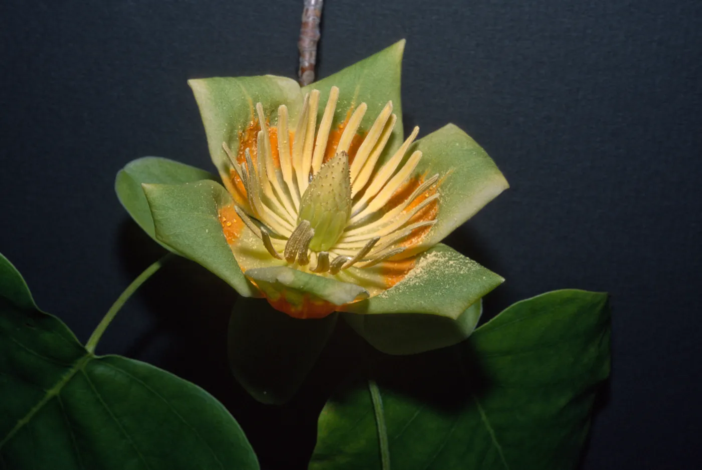 Liriodendron tulipifera