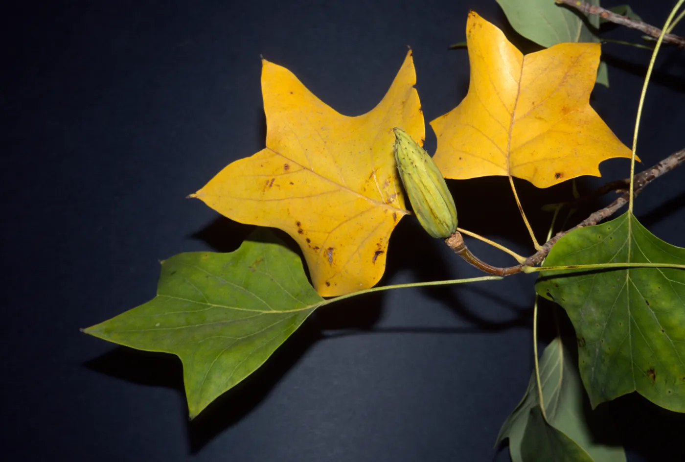 Liriodendron tulipifera