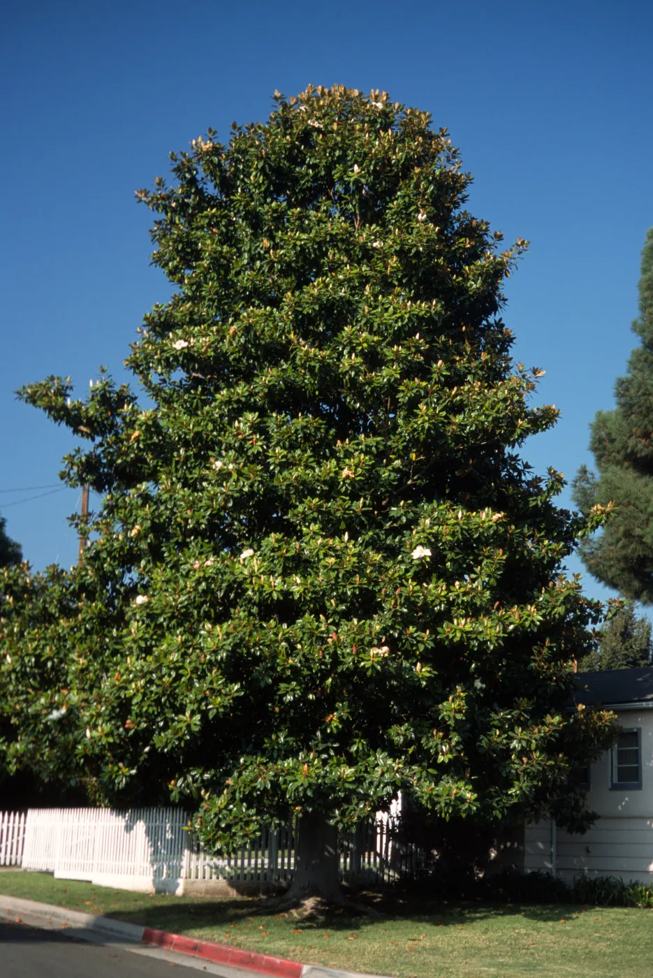 Magnolia grandiflora