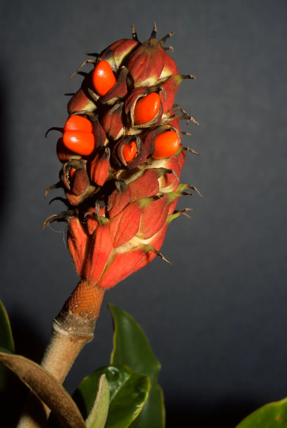 Magnolia grandiflora
