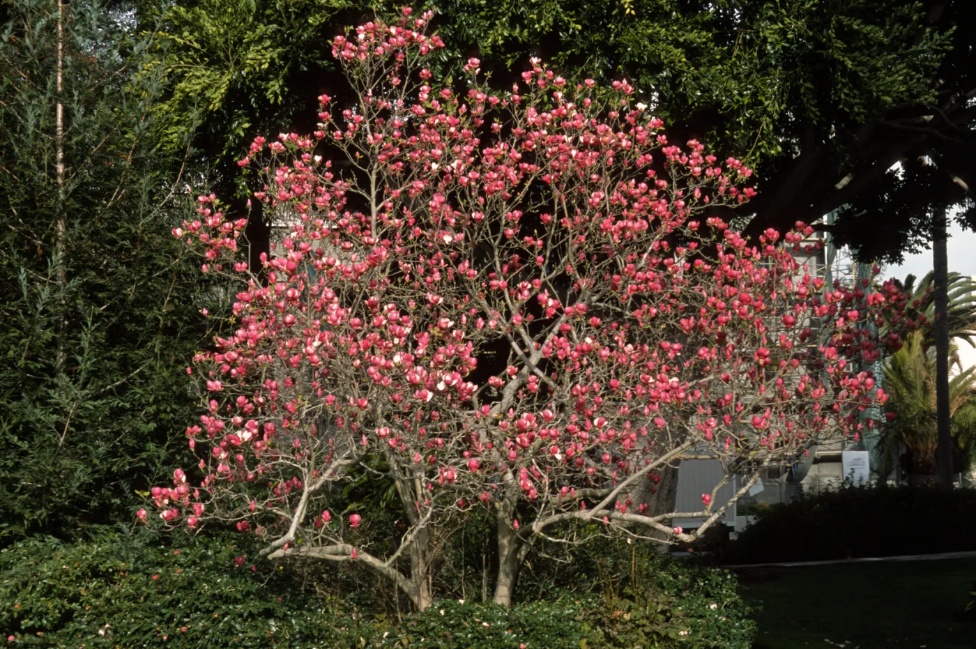 Magnolia x soulangiana
