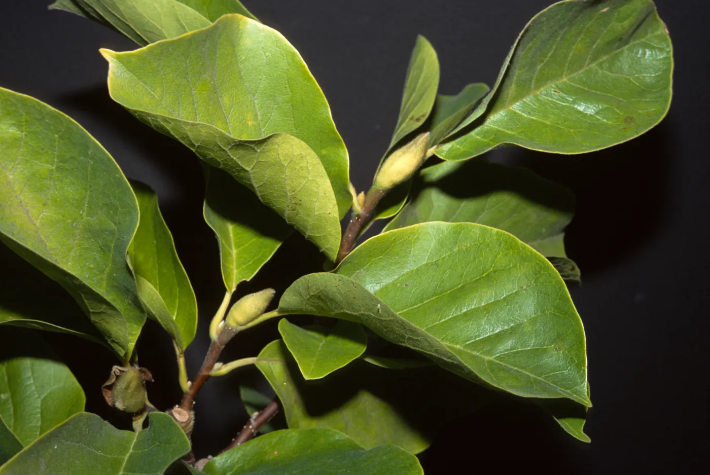 Magnolia x soulangiana