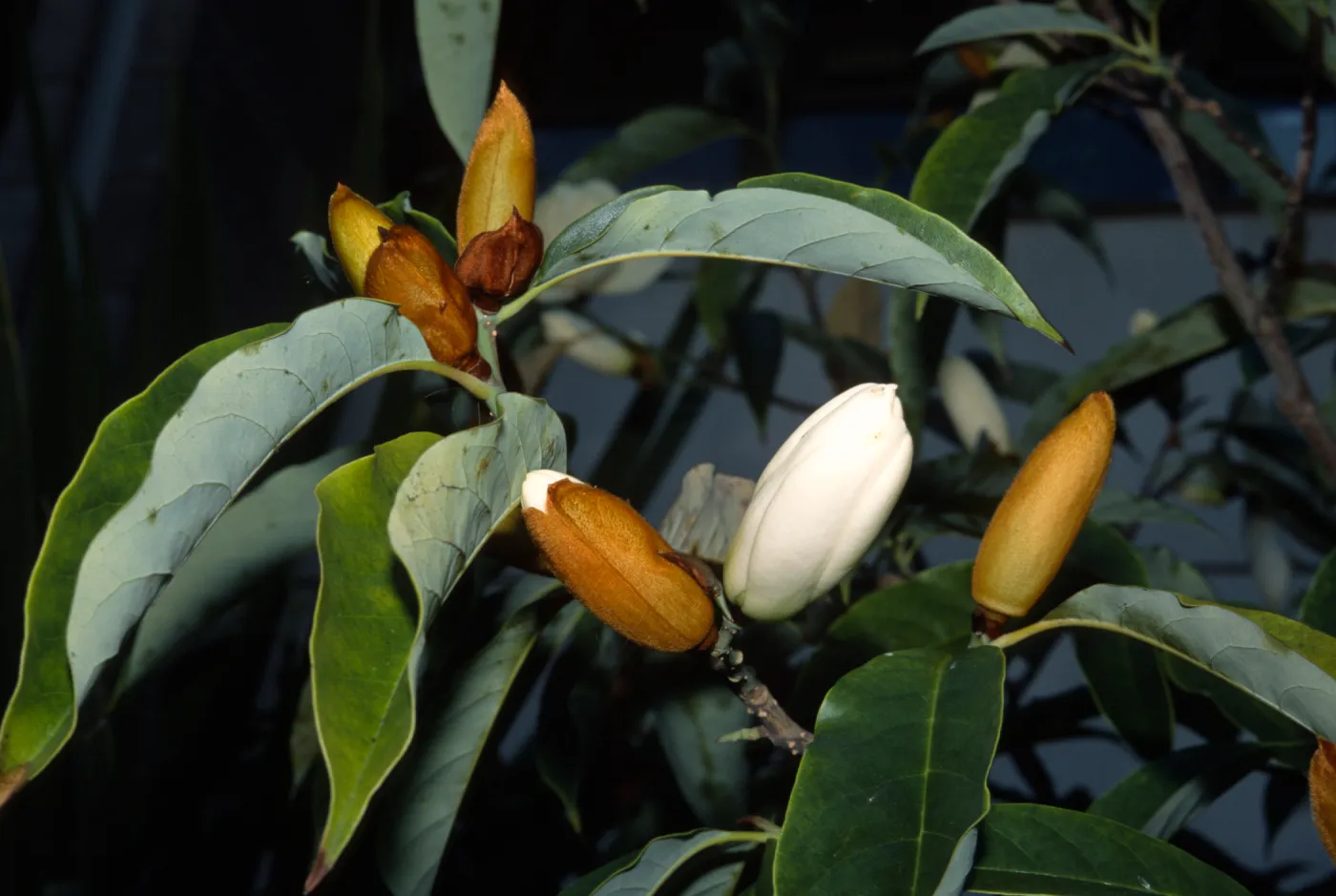 Michelia doltsopa