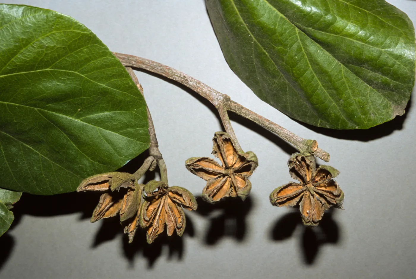 Hibiscus elatus