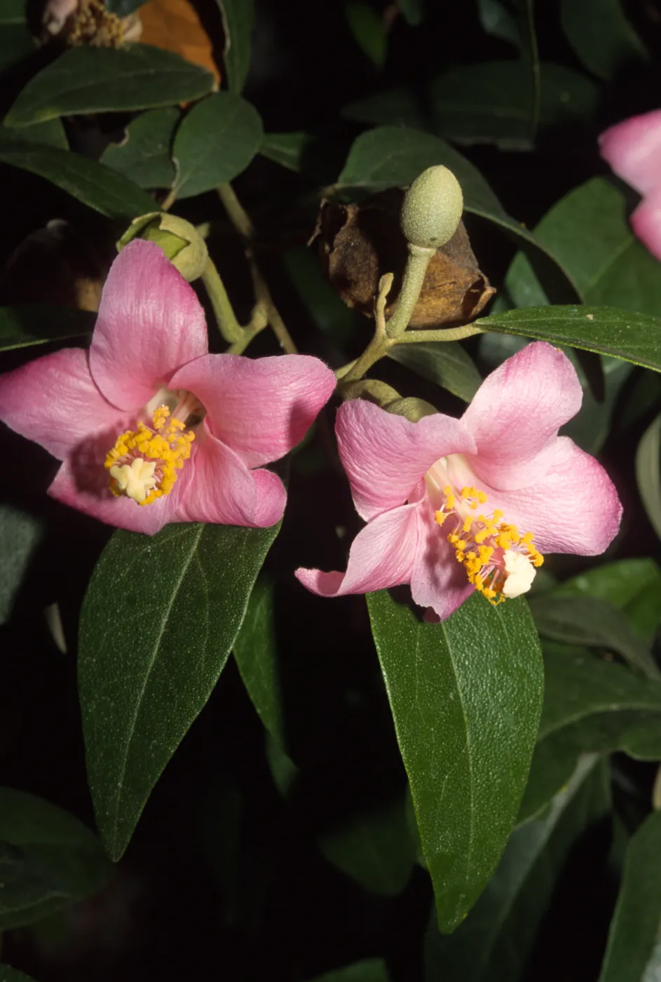 Lagunaria patersonii