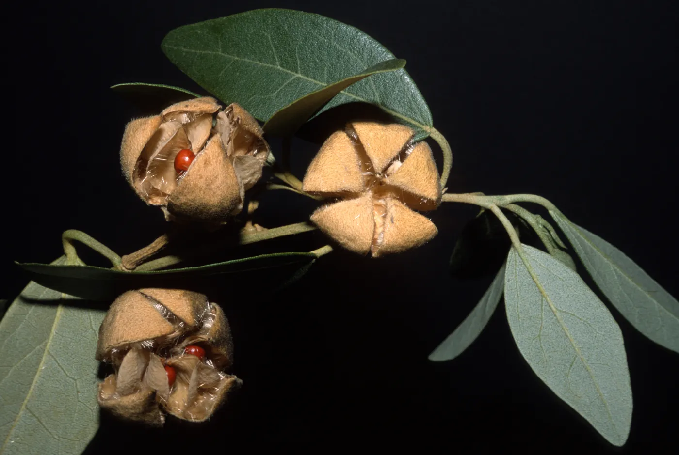 Lagunaria patersonii