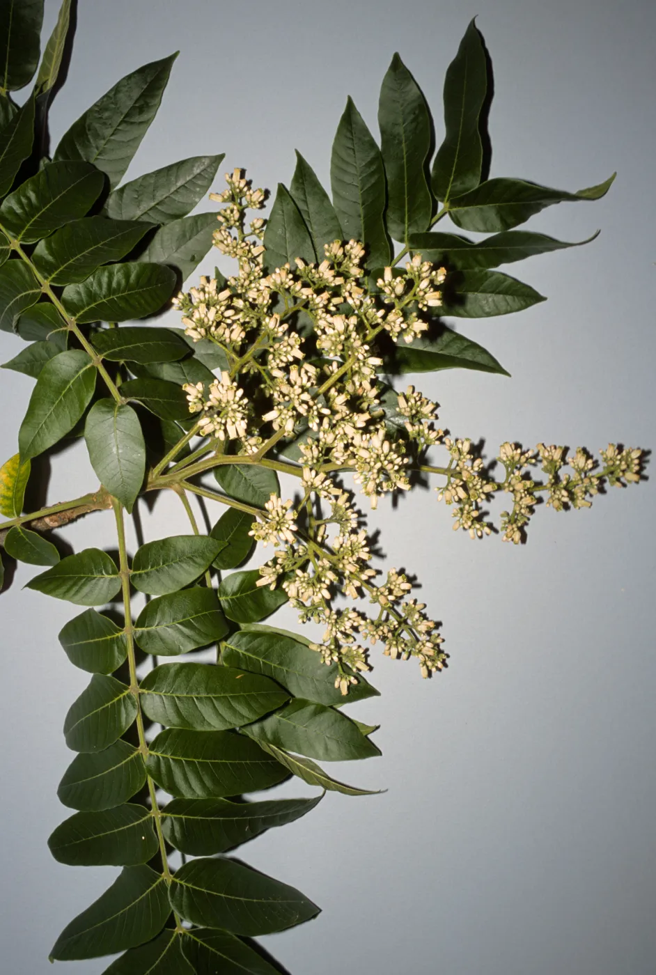 Cedrela fissilis