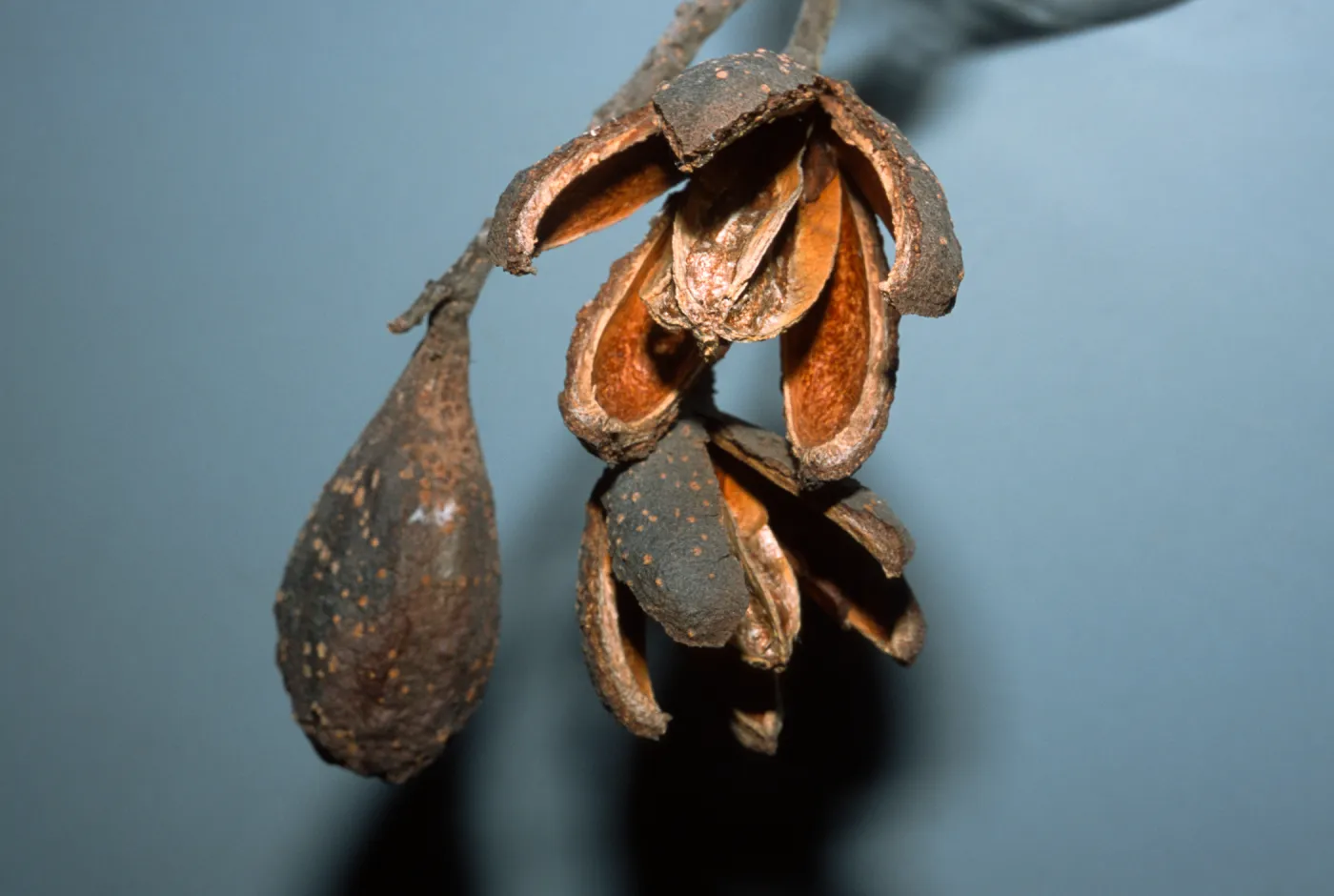 Cedrela fissilis
