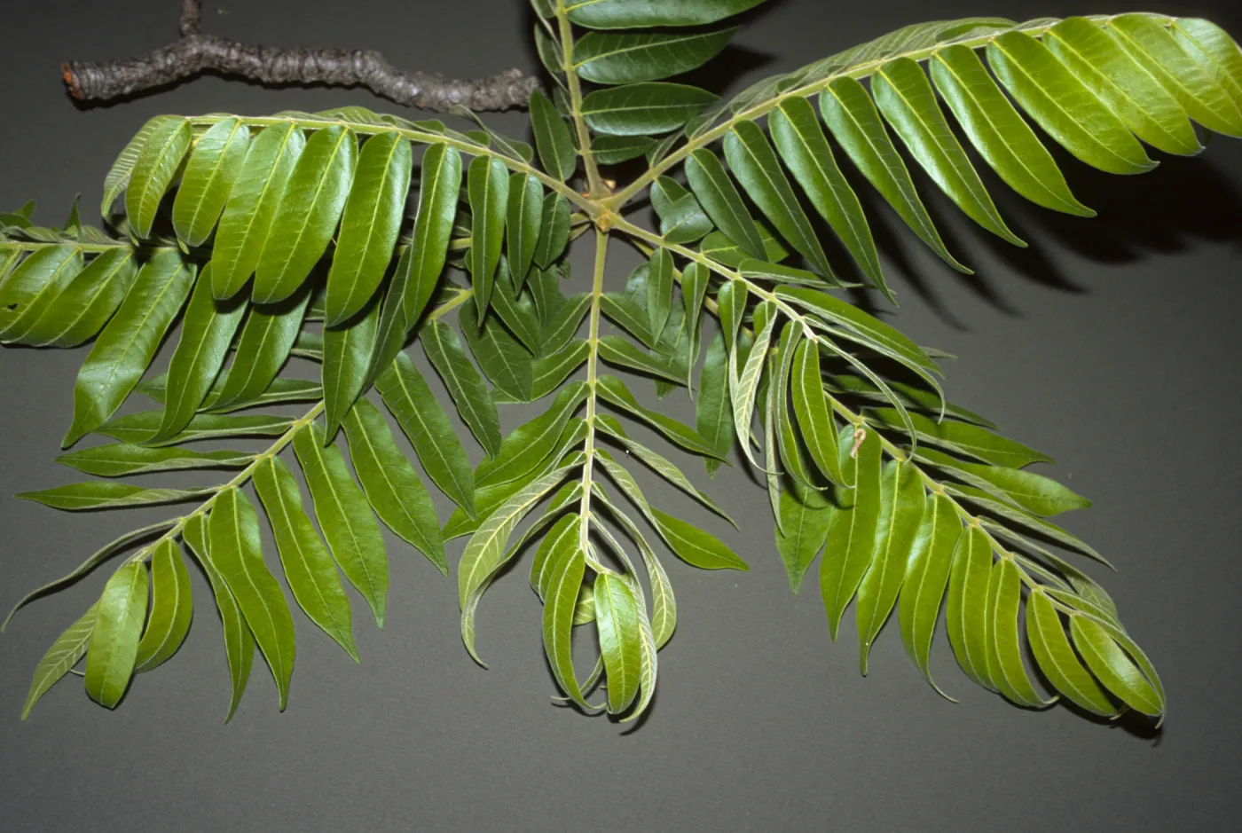 Cedrela fissilis