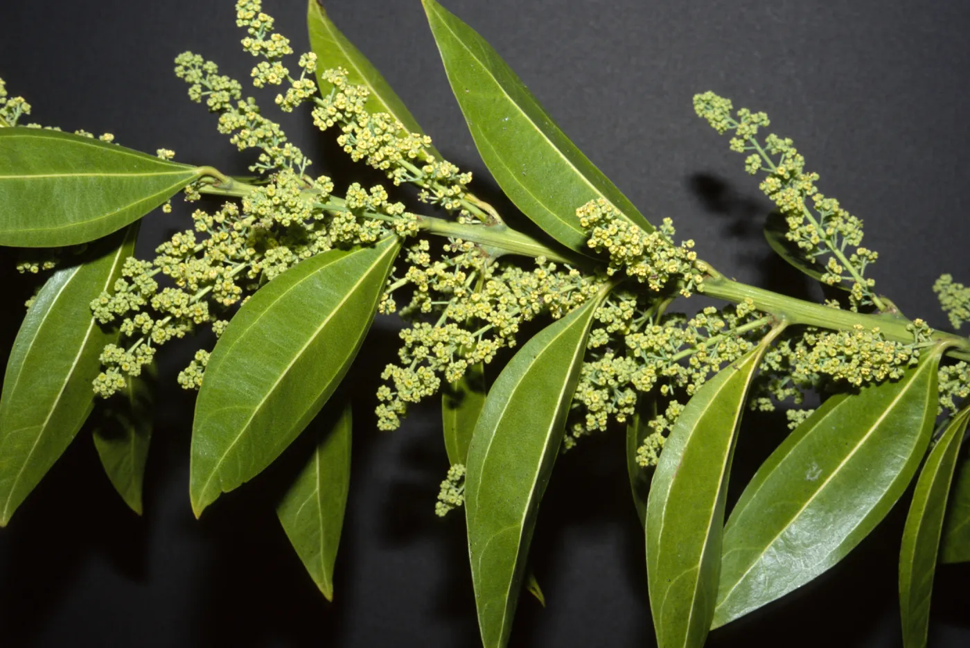 Cocculus laurifolius