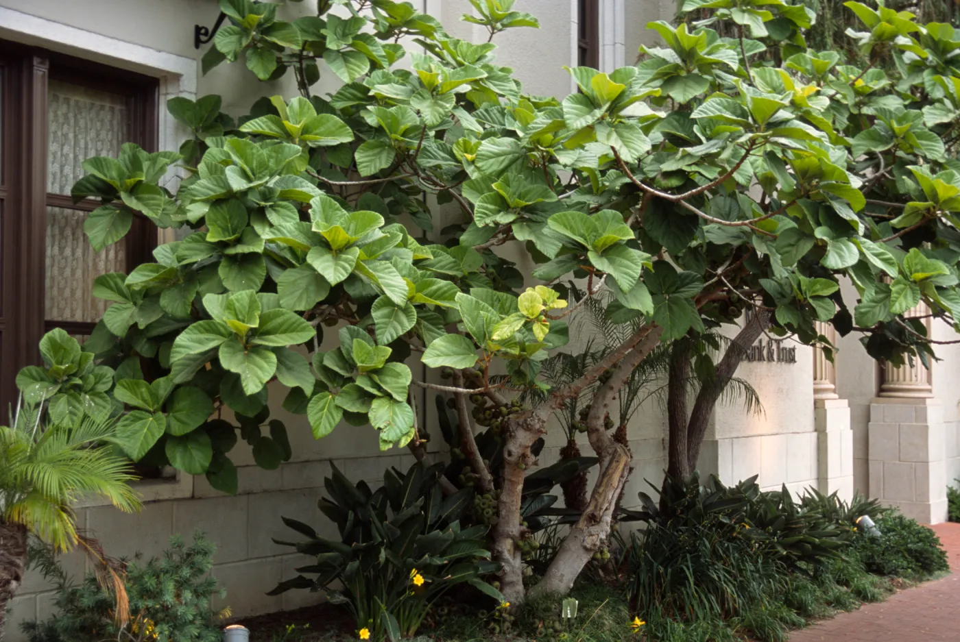 Ficus auriculata