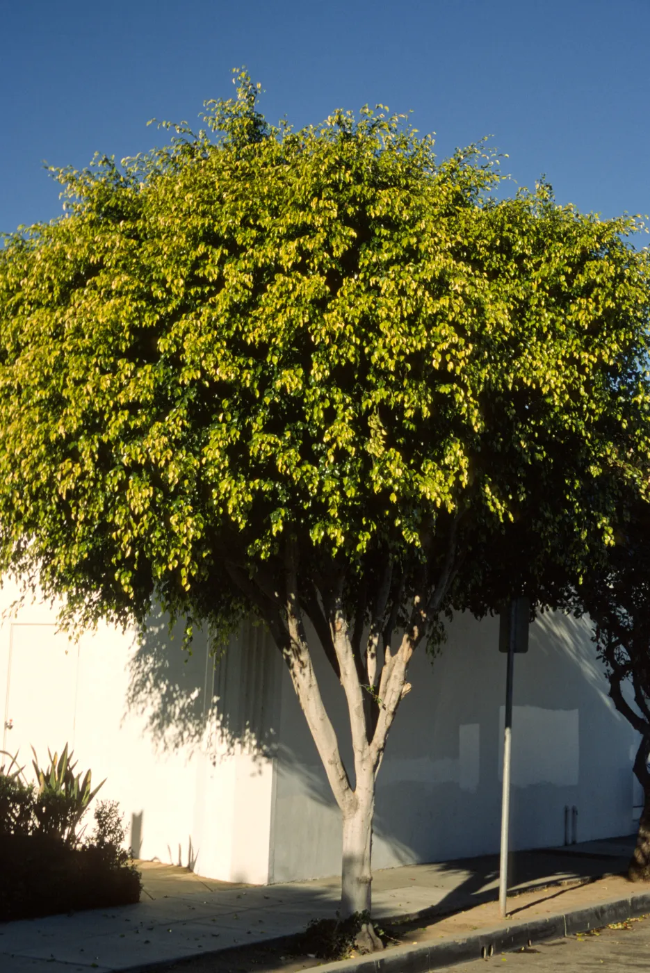Ficus benjamina