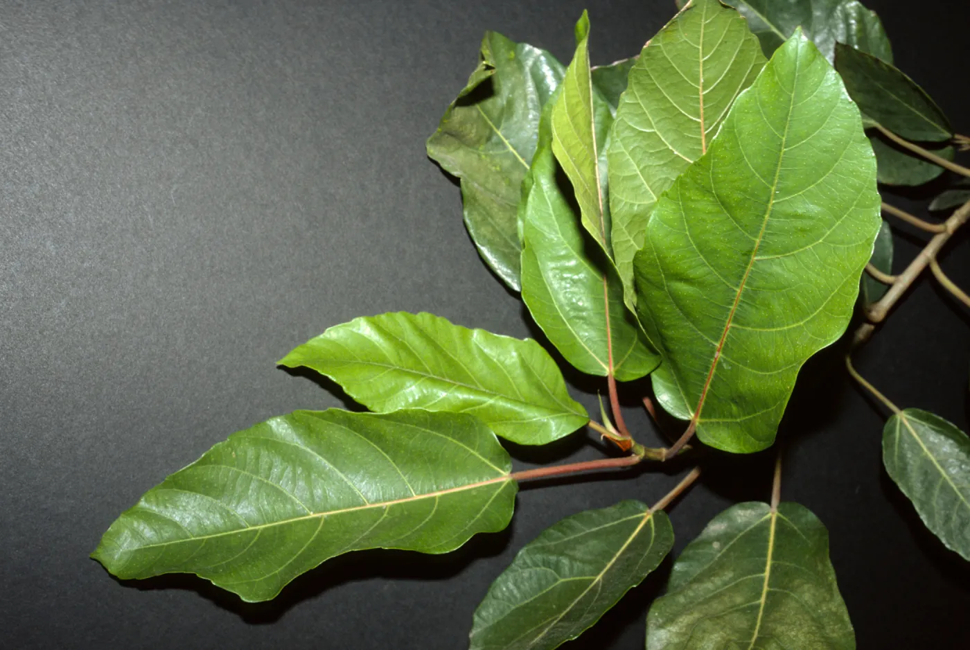 Ficus capensis