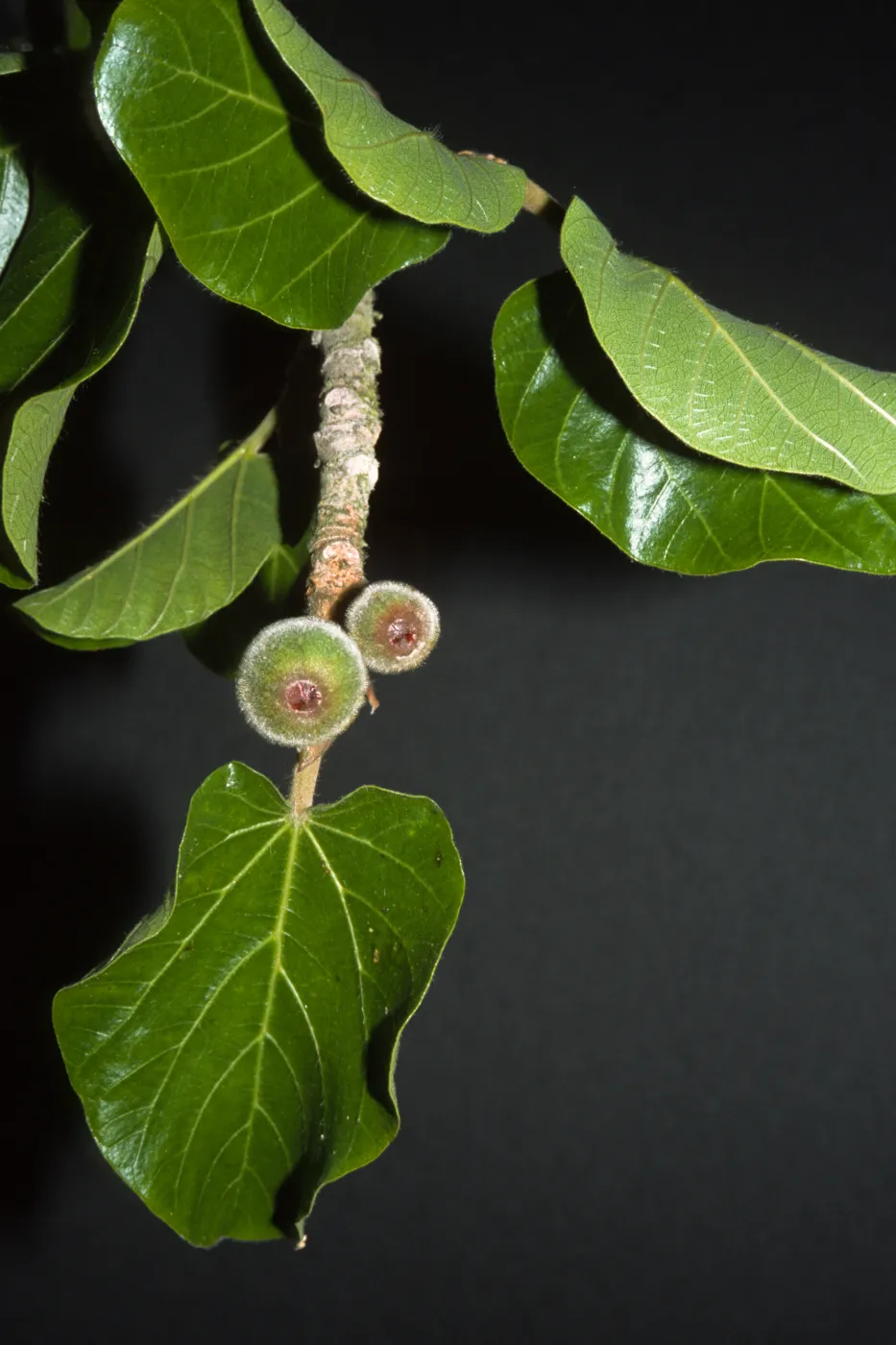 ficus gnaphalocarpa