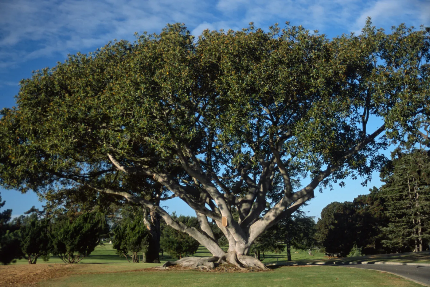 Ficus macrophylla