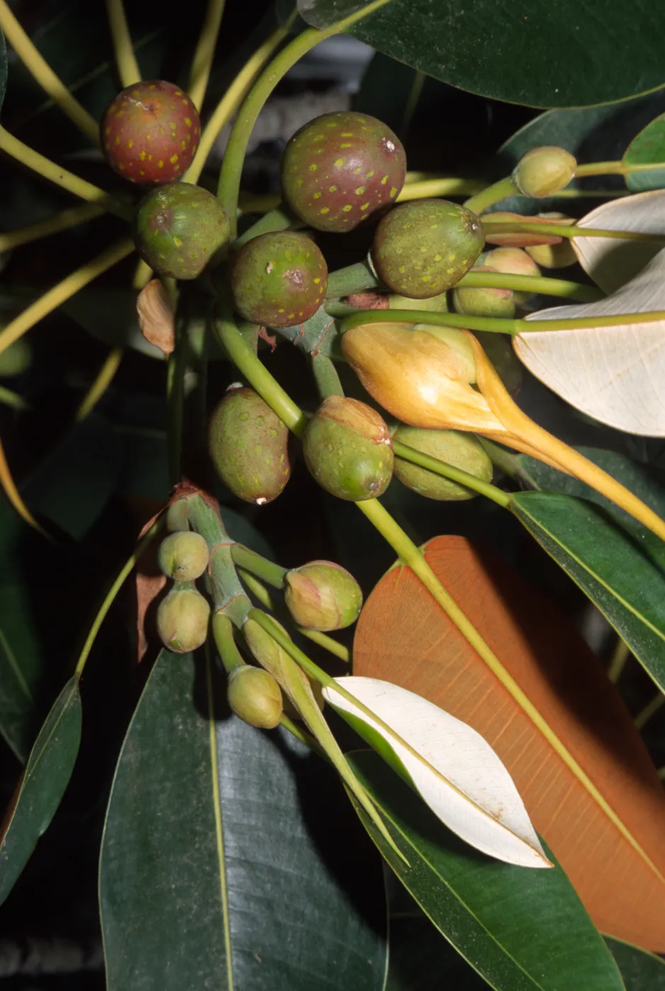 Ficus macrophylla