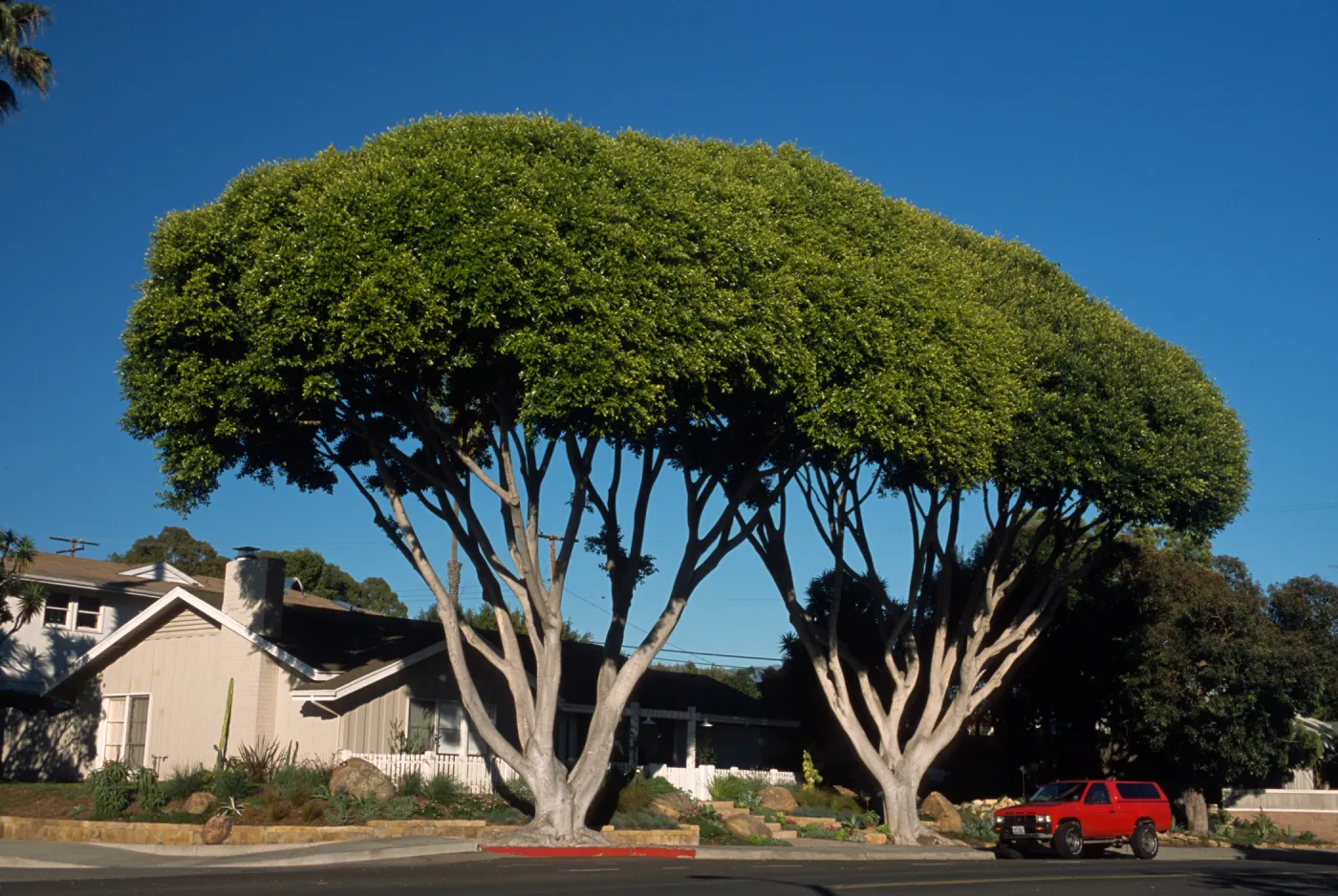 Ficus microcarpa