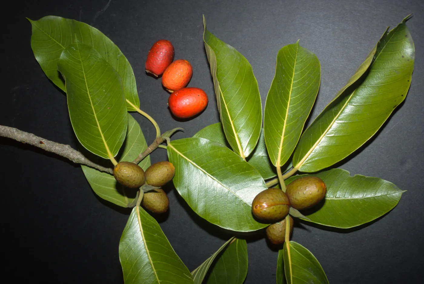 Ficus mysorensis ssp. subrepanda