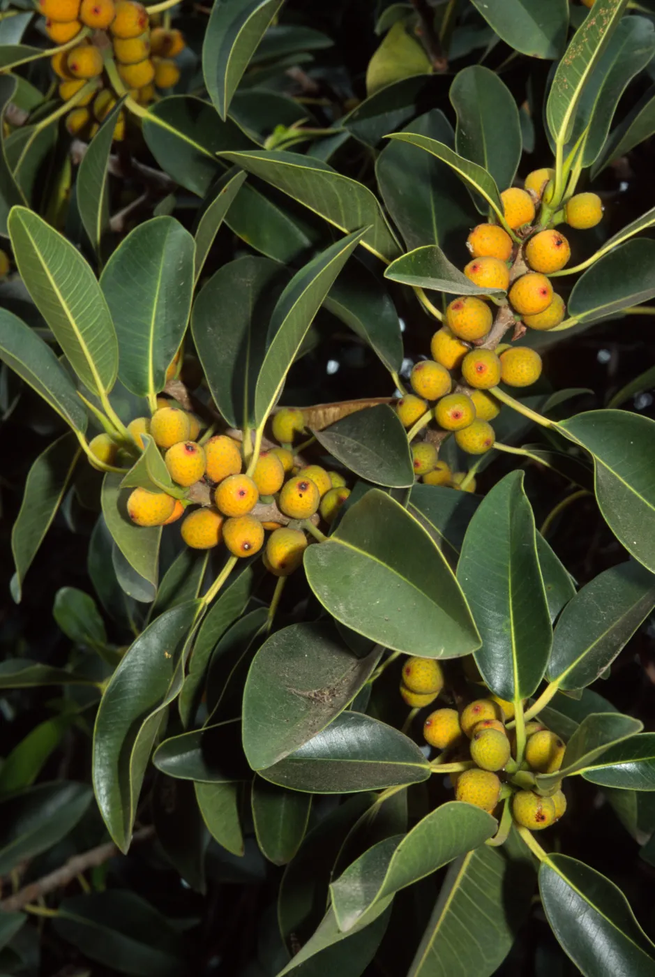 Ficus ruibiginosa