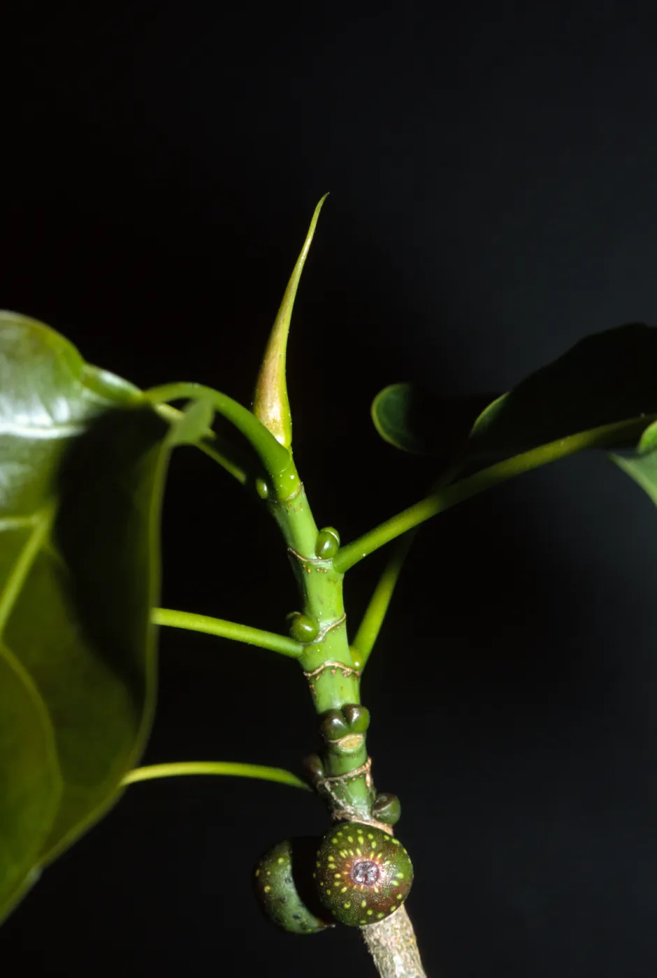 Ficus rumphii