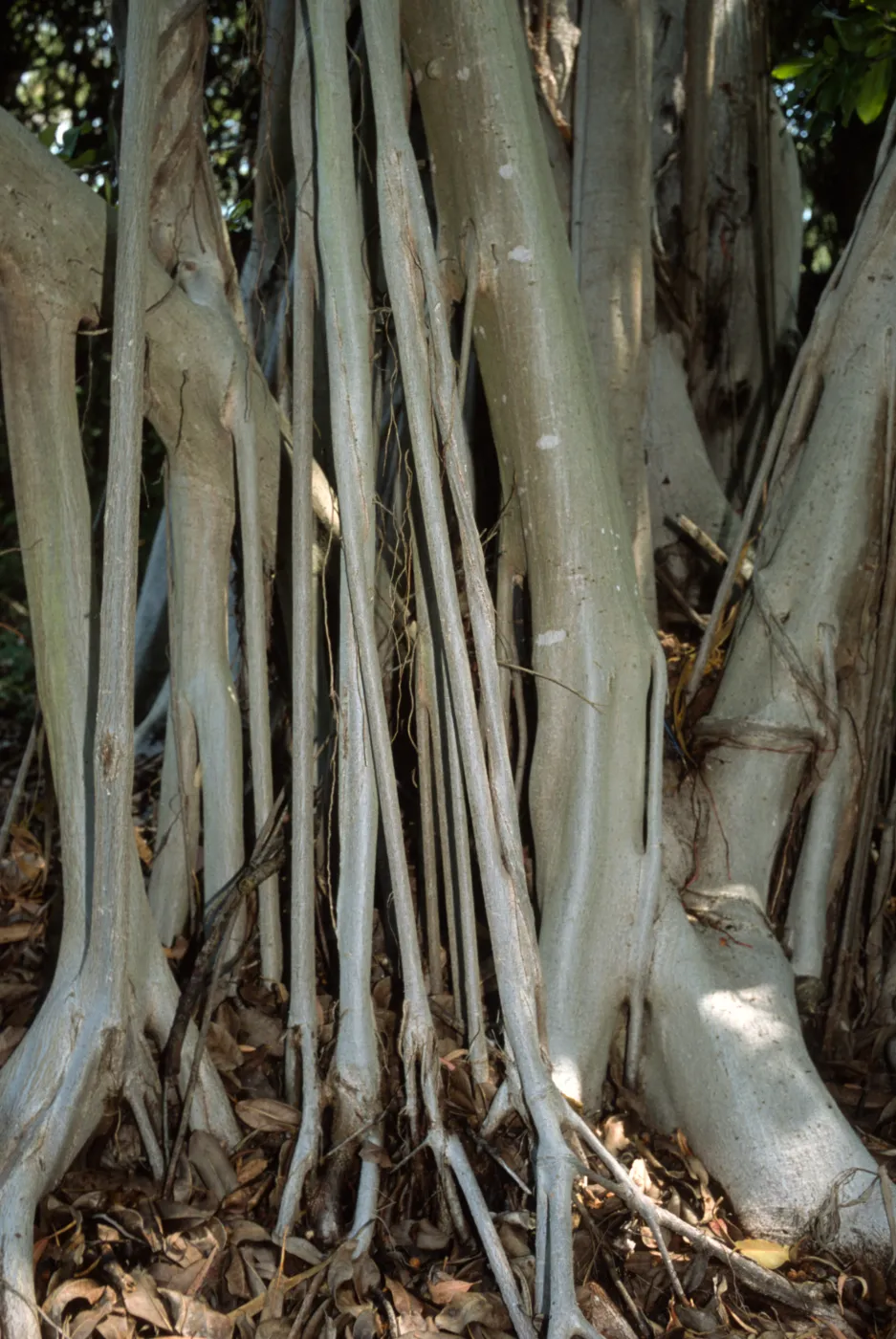Ficus thonningii